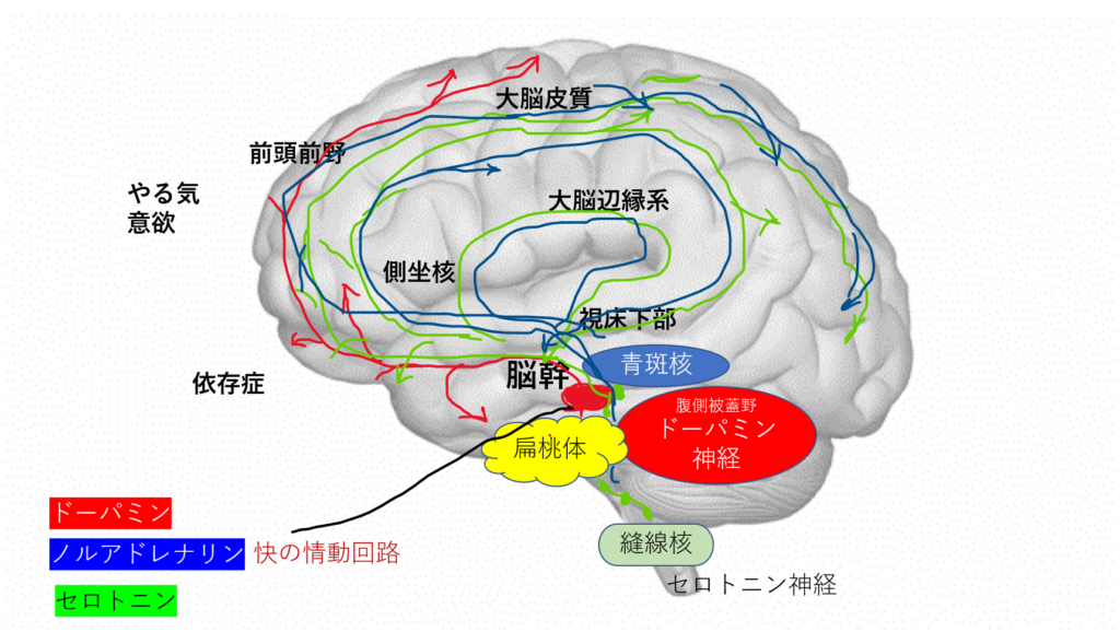 イライラ 脳 どこ？